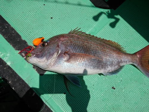 マダイの釣果