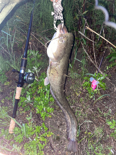 ナマズの釣果