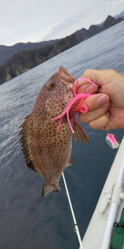 オオモンハタの釣果