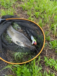 ナマズの釣果