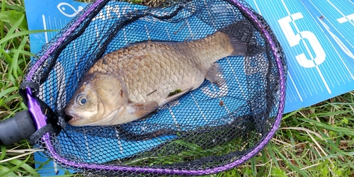 ヘラブナの釣果