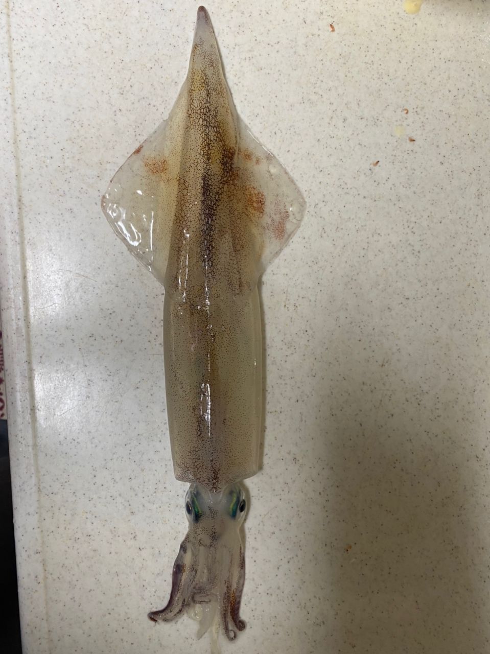 ♪釣りバカ初心者♪さんの釣果 2枚目の画像