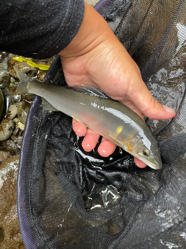 アユの釣果