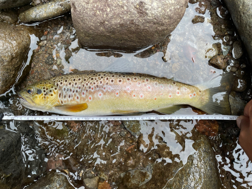 ブラウントラウトの釣果