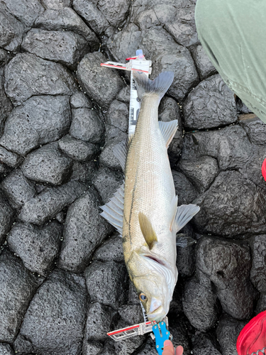 シーバスの釣果