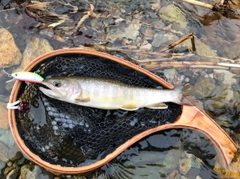 イワナの釣果