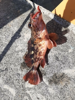 カサゴの釣果