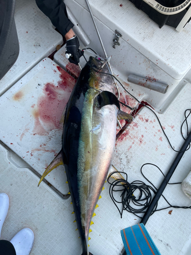 キハダマグロの釣果