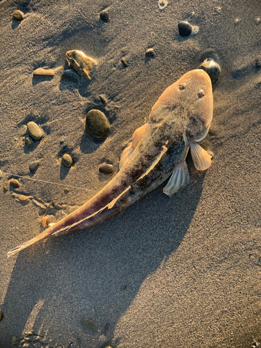 マゴチの釣果