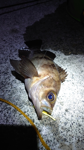 シロメバルの釣果