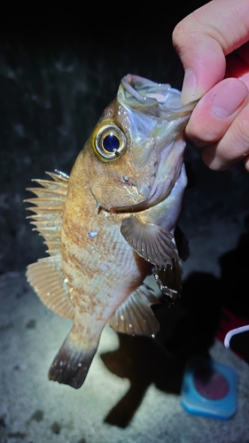 シロメバルの釣果