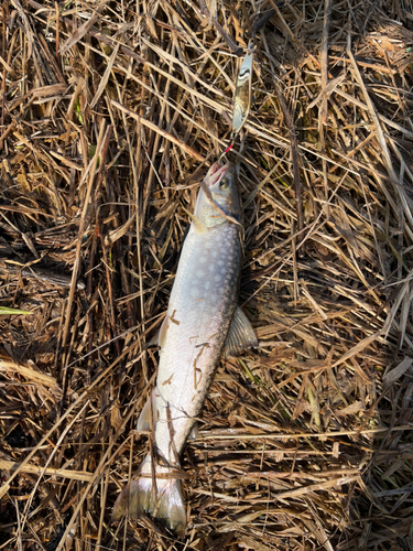 アメマスの釣果