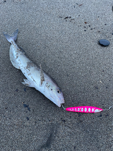 ホッケの釣果