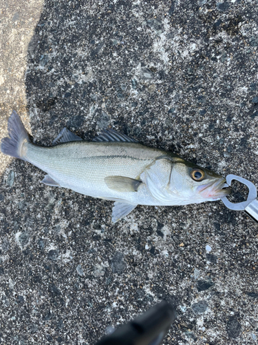 セイゴ（マルスズキ）の釣果