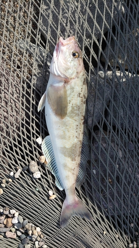 ホッケの釣果