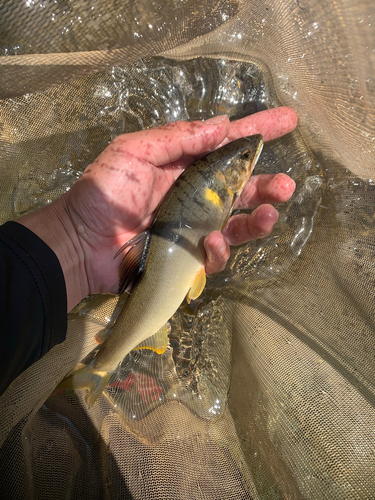 アユの釣果