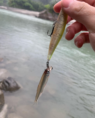 ニゴイの釣果