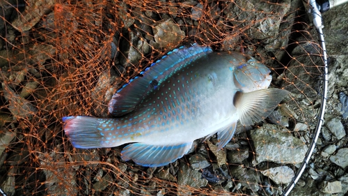 マクブの釣果