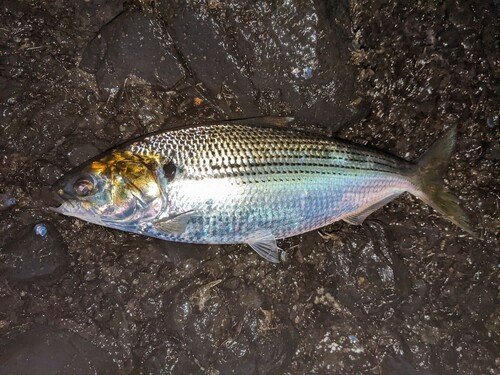 コノシロの釣果