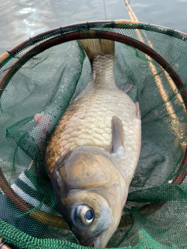 ヘラブナの釣果