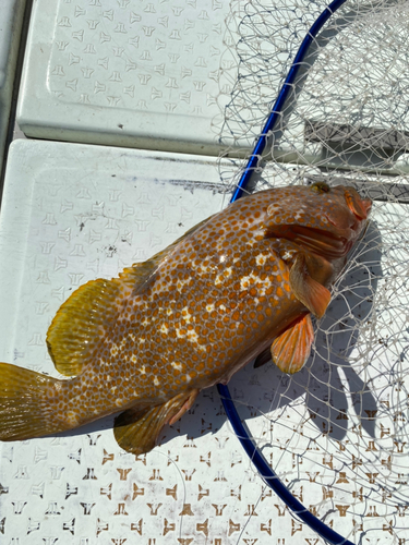 アコウの釣果