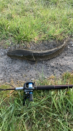 ライギョの釣果