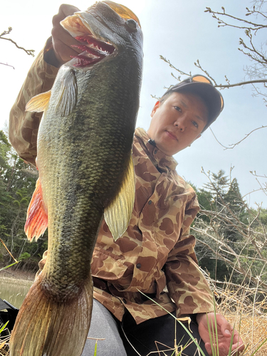 ブラックバスの釣果