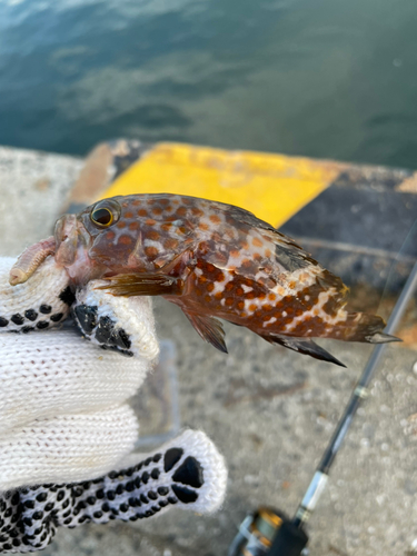 アコウの釣果