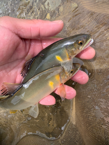 アマゴの釣果