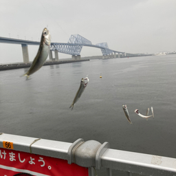 カタクチイワシ