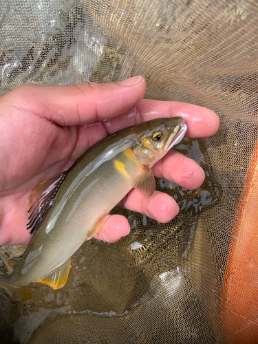 アユの釣果