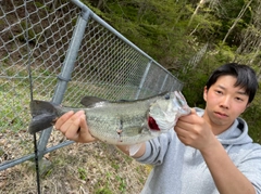 ブラックバスの釣果