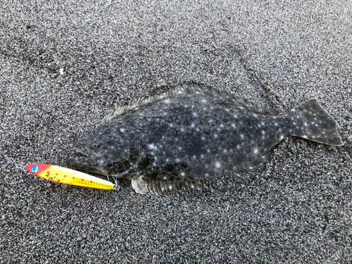 ソゲの釣果