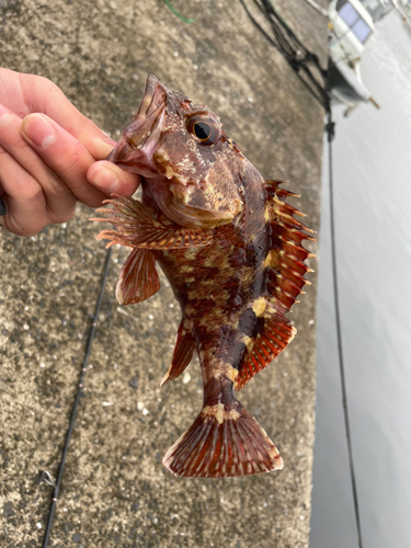 アラカブの釣果