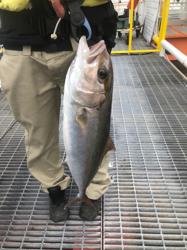 カンパチの釣果