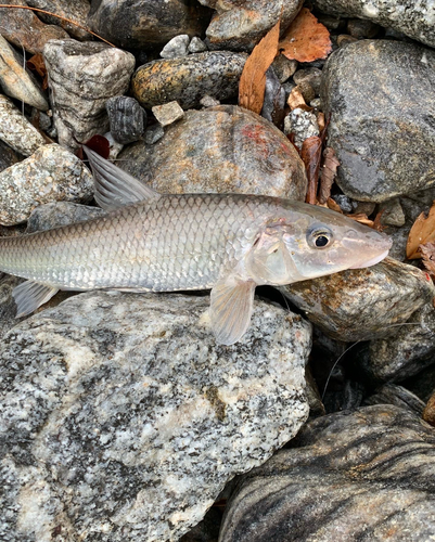 ニゴイの釣果