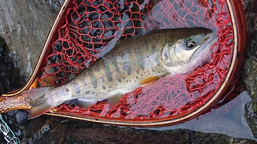 アマゴの釣果