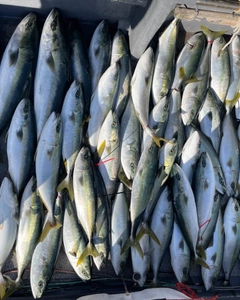 メジロの釣果