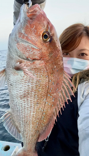 マダイの釣果