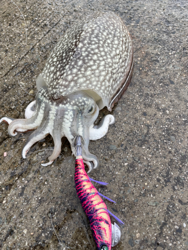 シリヤケイカの釣果