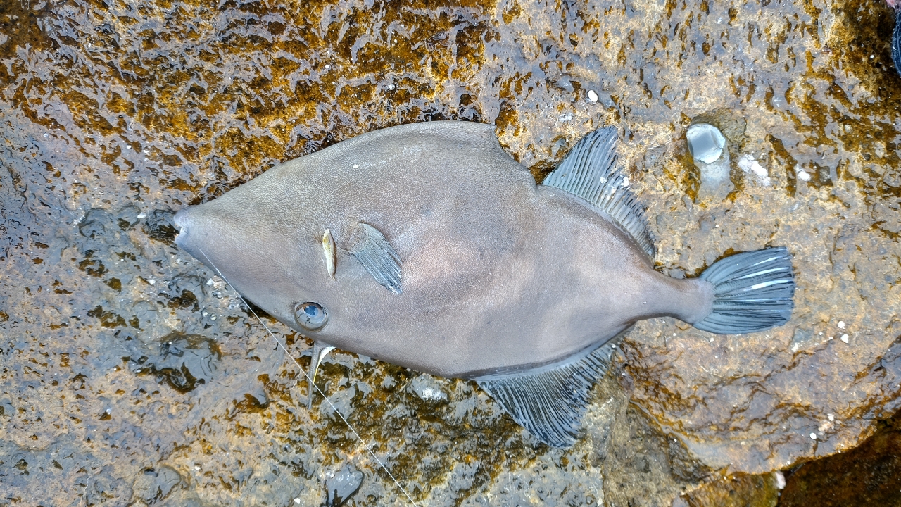 ウマヅラハギ