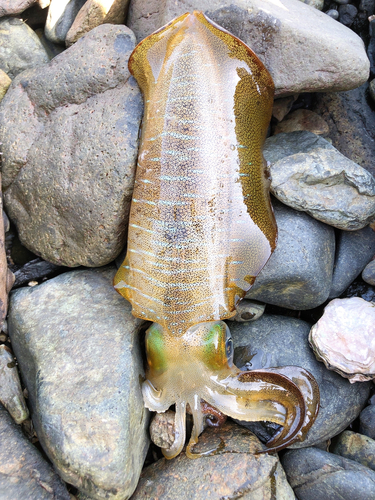 アオリイカの釣果