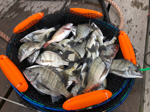 チヌの釣果