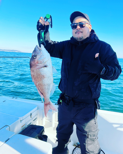 マダイの釣果