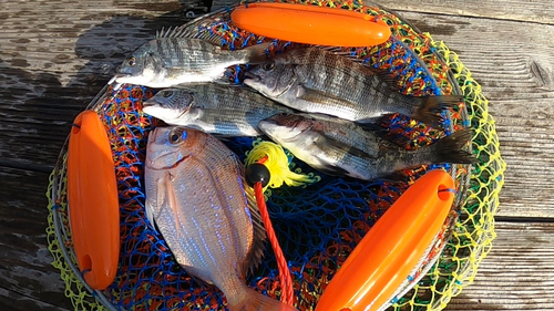 チヌの釣果