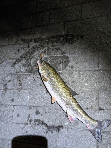 ニゴイの釣果