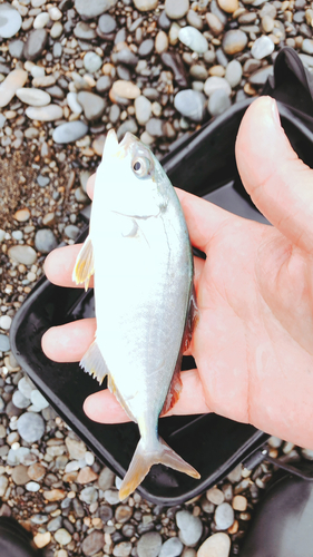 シオの釣果