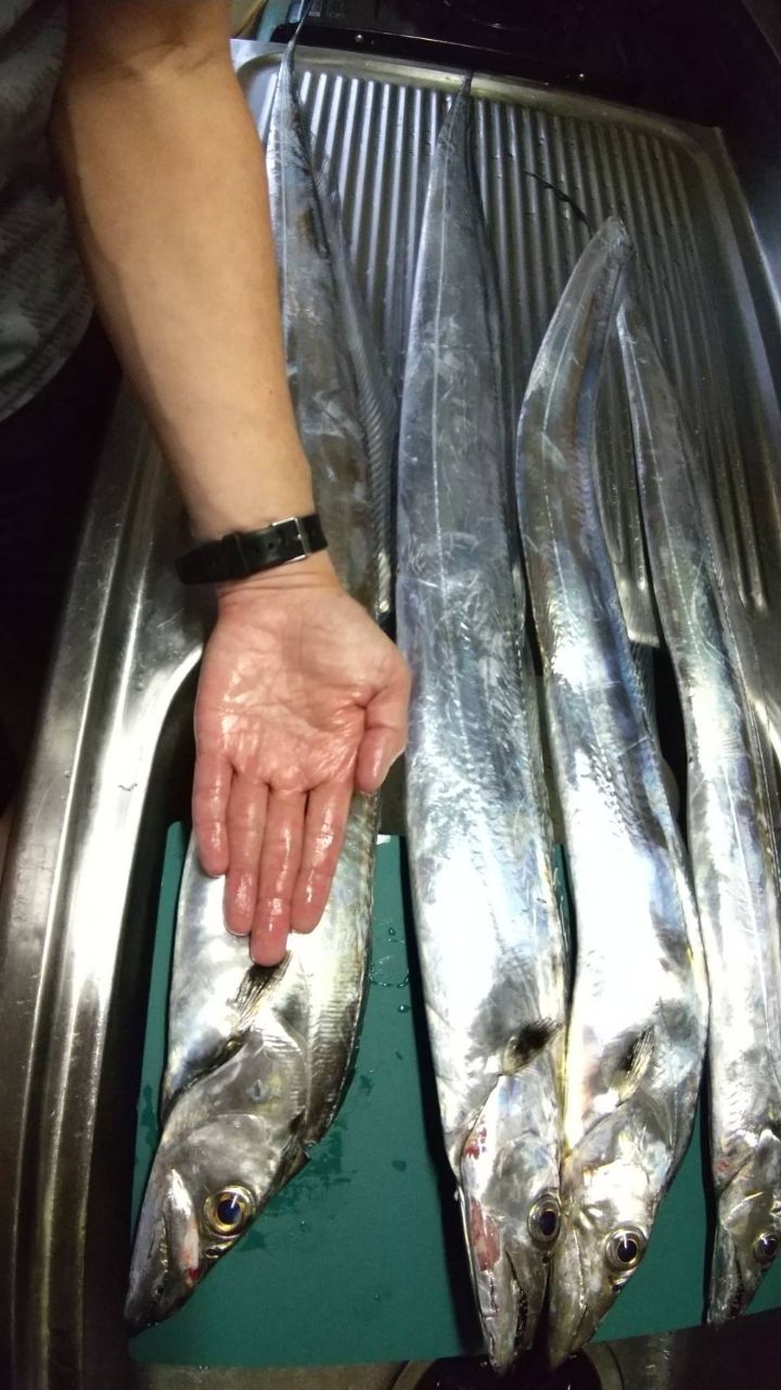 すけさんの釣り&魚捌きチャンネルさんの釣果 2枚目の画像