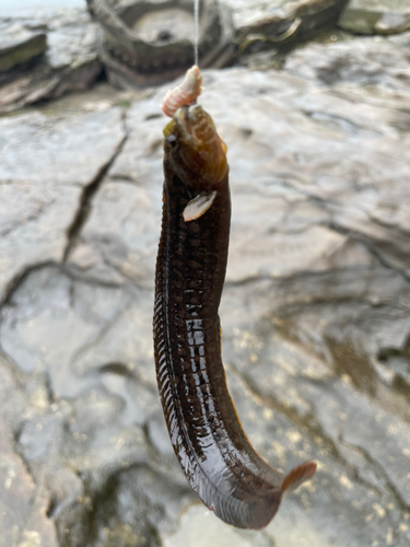 ギンポの釣果