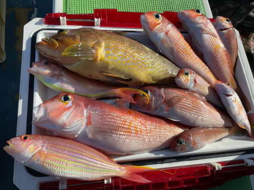 アマダイの釣果